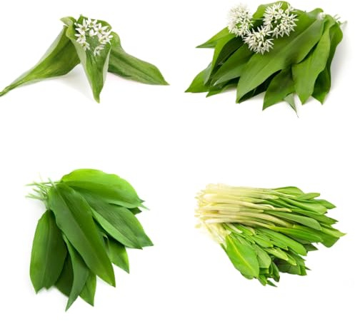 Aglio orsino - Allium ursinum - varietà di tradizionali selvatiche Coltivare invernali esotiche da balcone rialzate vegetali semi di 160semi