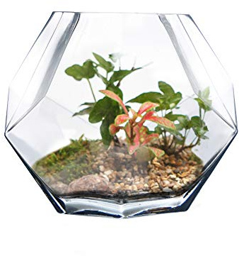 CYS EXCEL 6 Clear Glass Geometric Terrarium Bowl | Prism Honeycomb Plant Vase | Hexagon Design Candle Holder Container