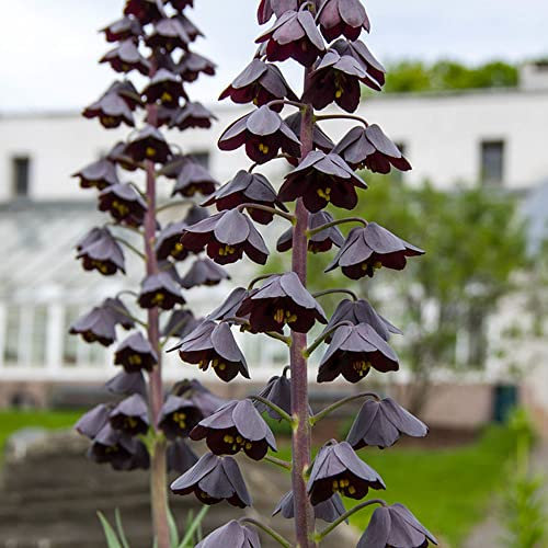 1 x Fritillaria Persica – Spring Flowering Bulb – Dark & Dramatic Blooms – Adds Drama to Your Spring Borders – Perennial – for Your Beautiful Garden