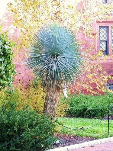 Seeds Yucca Rostrata, rare Big Bend Bent Agramsero Agave Agave Aloe Garden similar to the seed of 15 seeds: Only Seeds