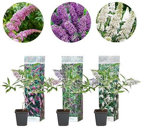 Bloomique - Buddleja Davidii Gartenpflanze Set Mix 3er - Schmetterlingsstrauch - Sommerflieder - Winterhart - Gartenpflanzen - Topf Ø9cm - ± 25cm Hoch