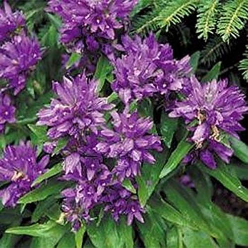 Bellflower- Cluster- veilchen 100 Samen
