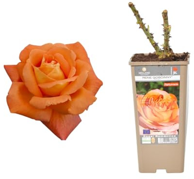 Verdecora Rosal Grandiflora Naranja - Planta Natural con Flor - Rosa Perfumada de plantación (Naranja Rene Goscinny)