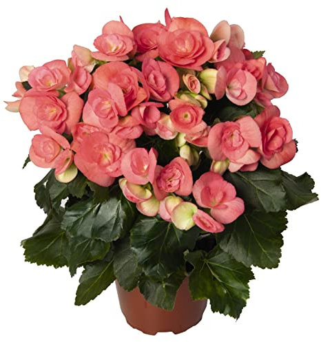 Flor Natural de Interior Begonia Flores Rosa Begonia Elatior