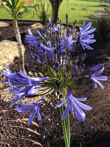 Graines Agapanthe Bleue - Umbellatus blue Umbrella - Sachet d'environ 20 graines - Graines de style