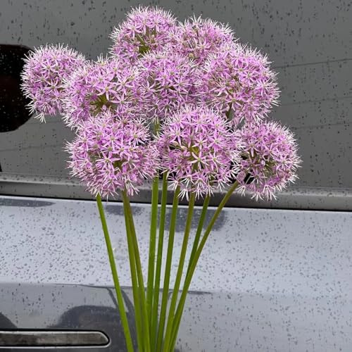 Bulbi di Allium, resistente - Allium giganteum - giardino interno, balcone 2pcs