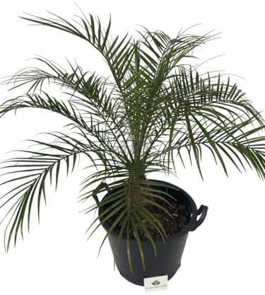 Phoenix Roebelenii detta anche Robellina o Palma da dattero nana, Pianta ornamentale da esterno prodotta da Vivai del Sole vaso diametro cm 30