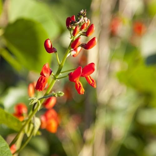 Semillas de judía escarlata, jardín interior exóticas decoración 25pcs