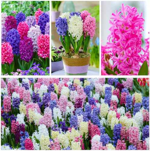 Jacinthes Spring Dream Collection – 15 bulbes vivaces résistants à l'hiver – 3 variétés/couleurs, mélange de bulbes de fleurs parfumés de Hollande pour jardin, pot et verre sans graines)