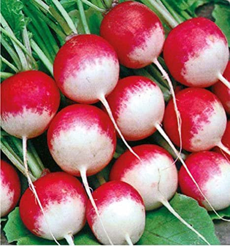 Graines Radis rond national - sachet d'environ 800 graines - Entreprise Française - Graines de style