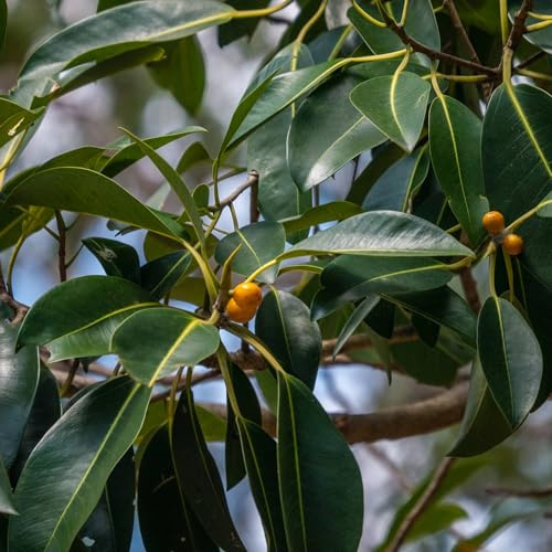 Vivai le Georgiche - Pianta vera di Ficus australis Ficus rubiginosa Fico di Port Jackson, Fico ruggine - vaso Ø 21 cm - altezza alla vendita 60-80 cm