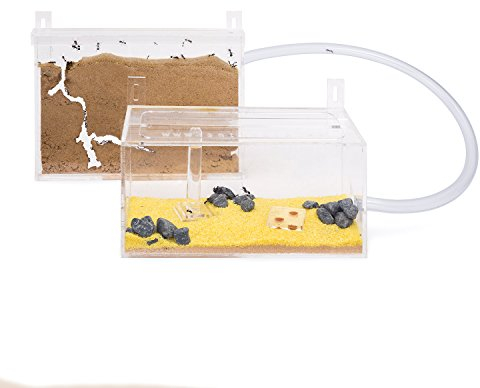 AntHouse - Natürliche Ameisenfarm aus Sand - Mini Acryl Wandset (Gratis Ameisen)
