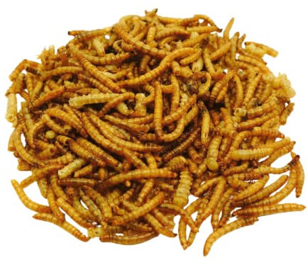 Mehlwürmer Getrocknet – 20 g Hamster Leckerlies - Natürliche Maden Hamsterfutter, Igelfutter, Landschildkröten Futter, Nagerfutter – Hochwertiges Kleintierfutter ohne Konservierungsstoffe