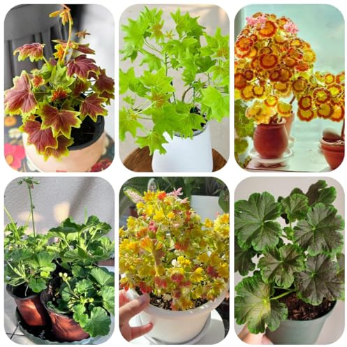 semi di geranio pendenti resistenti all'esterno da giardino, primaverile, semi di selvatici resistenti all'esterno 30pcs