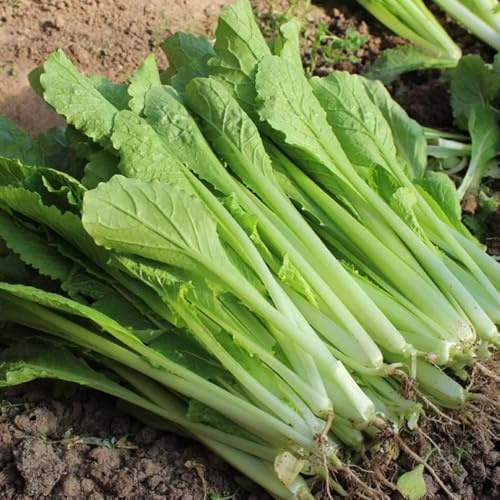 Semi di cavolo cinese - da giardino roccioso resistenti Semi di Pak Choi - rare semi di verdi 550pcs