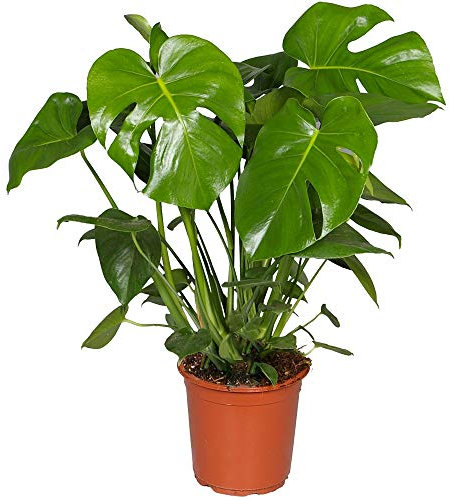 Monstera Deliciosa Costilla de Adán 40cm Maceta 15cm Planta de Interior