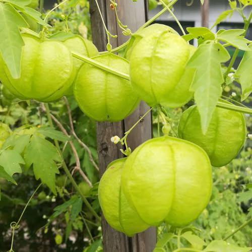 50 pcs ballonrebe samen, garten blumen winterhart, kletterpflanzen winterhart kletterpflanzen samen, geschenke für den garten pflanzen winterhart, bio samen blumengarten, bodendecker
