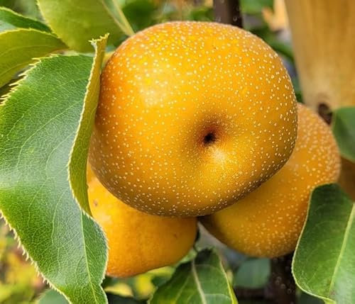 Nashi-Birne 'Shinseiki' Stämmchen | Asiatische Apfelbirne (Pyrus pyrifolia) 180-200 cm | winterhart, ertragreich & saftig-süß | pflegeleichter Obstbaum für Garten, Terrasse & Balkon