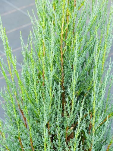 Juniperus scopulorum Blue Arrow - Enebro de ciprés (100-125 cm, resistente al agua)