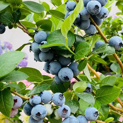 semi di mirtillo, frutto colonnare resistente Vaccinium, semi da giardino da frutto 600pcs
