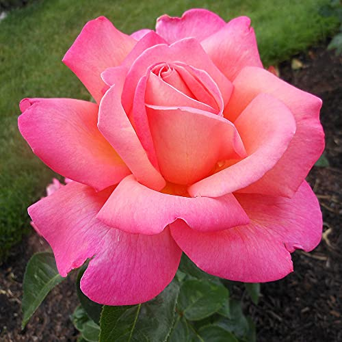 Heirloom Roses Rose Plant - Chicago Peace® Rose Bush, Hybrid Tea Live Plant for Planting Outdoors