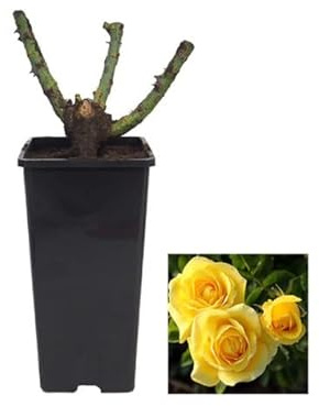 Rosal Grande Flores Amarillas Planta de Exterior