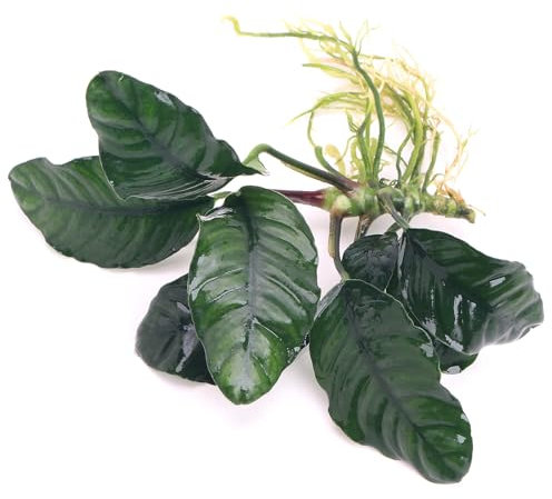 K2AQUA Anubias Coffeefolia Live Aquarium Plant Low Maintenance Hardy Tropical Aquascaping Decoration Perfect for Freshwater Tropical Fish Tanks Easy Care Low Maintenance