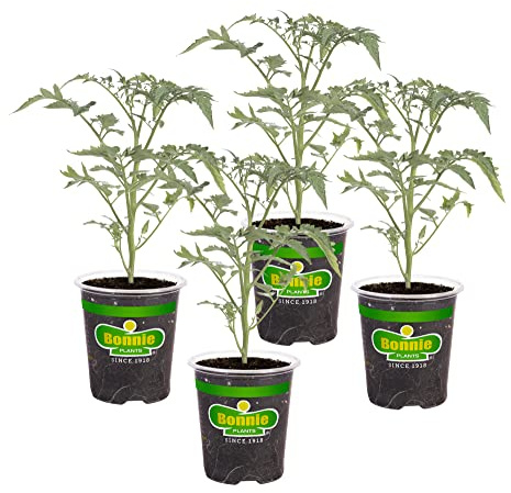 Bonnie Plants Early Girl Tomato 19.3 oz. 4-pack