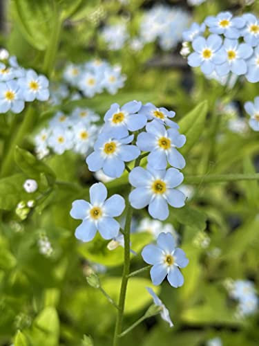 PondPlantsUK - 2 x Marginal Plants - Including a Pot and Compost - Live Water Aquatic Pond Lake (Myosotis - Forget me not)