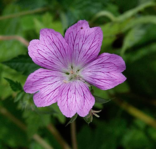 3 x Geranium endressii (Winterhart/Stauden/Staude/Bodendecker/Mehrjährig) Pyrenäen Storchschnabel - Unermüdlich blühend und einfach bezaubernd - sehr Bienenfreundlich - von Stauden Gänge