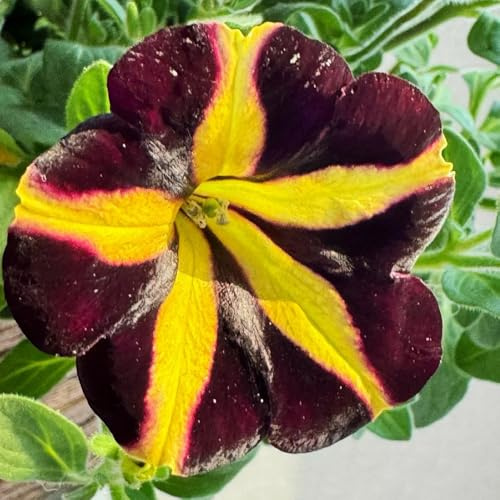 semillas de petunia colgando silvestres, balcón, decorativas petunia, resistentes al exterior, Balcón 300pcs