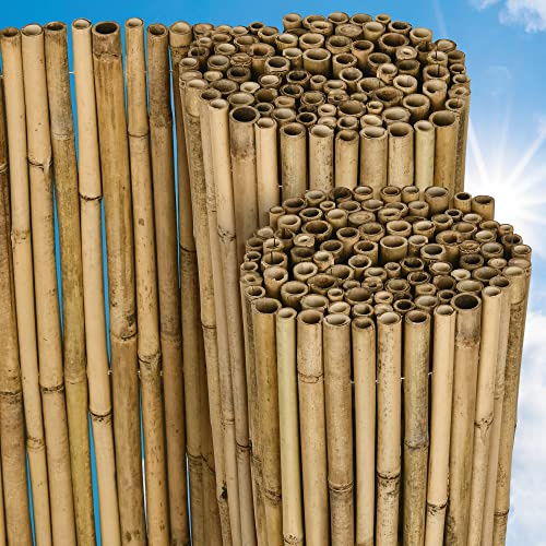Sol Royal Frangivista e Frangivento in Bambú 140x250cm (AxL) SolVision B38 Stuoia in Canne Spesse di Bamboo Premium - Arella Naturale per Giardini e Balconi - Schermo Privacy Naturale