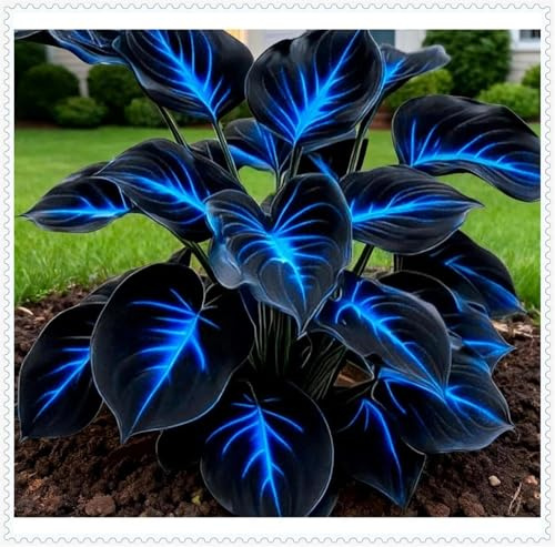 Otoño o primavera-Rizomas de Hosta -Excelente para plantar en interiores o exteriores-En maceta-Fácil de cultivar. -4 Rizomas-E