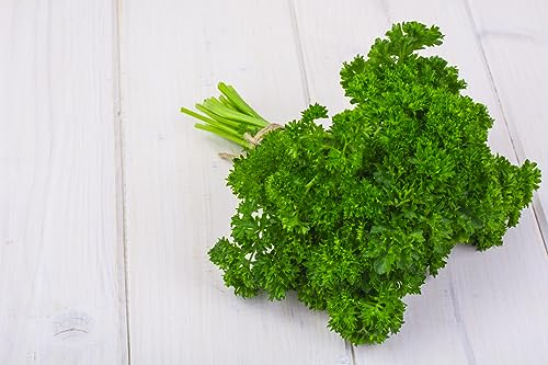 1500 Samen Petersilie SMARAGD Mooskrause Garten Küchen Kräuter Gewürz Grünkraut