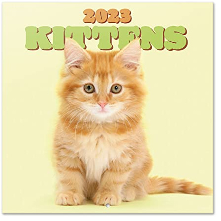 Grupo Erik Cats Wall Calendar 2023 12' x 12' FSC| 12 Month Planner | Square Wall Calendar 2023 | Family Planner Calendar 2023 | Cat Calendar 2023 | + 4 Bonus Months