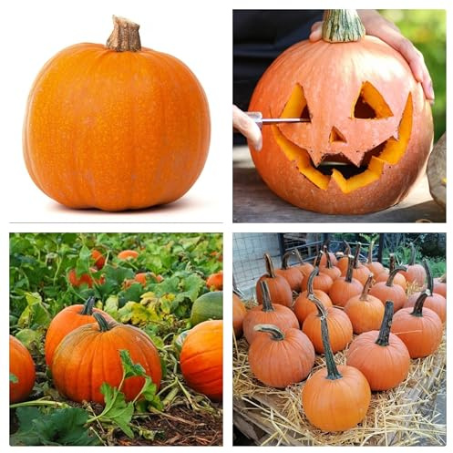 Semi di Zucca Ornamentale Halloween, Coltivazione in Orto, Giardino e Vaso, Varietà Commestibile