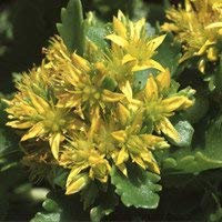 seedsown - Semillas de Sedum Ellacombeanum