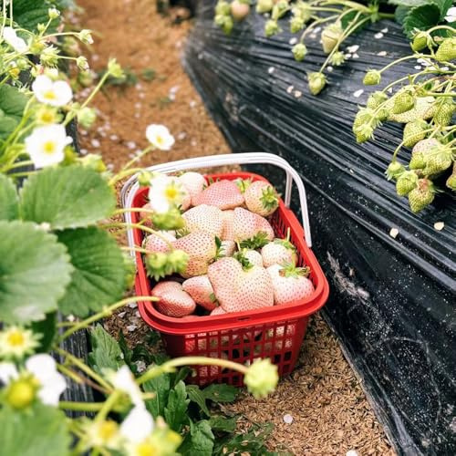 plantas de fresa - semillas fruto columnar maceta - Serie Plantas Raras - frutas exóticas frutales semillas de frutas fresas colgantes planta interior decoración balcones interior jardín 100pcs