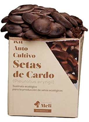 Setas Meli - Kit Autocultivo | Seta de Cardo, Fresca y Ecológica, con Sustrato Rico en Nutrientes, para los Amantes de la Naturaleza y la Cocina | 5 kg
