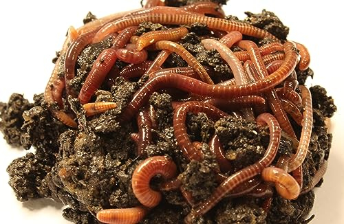 Kompostwürmer 500 Stk,.Wurmfarm, Wurmzucht, Eisenia Fetida