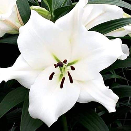 Set 10x Lilienzwiebeln Baumlilie Riesenlilie White weiß Lilium Zwiebeln Vila Blanca