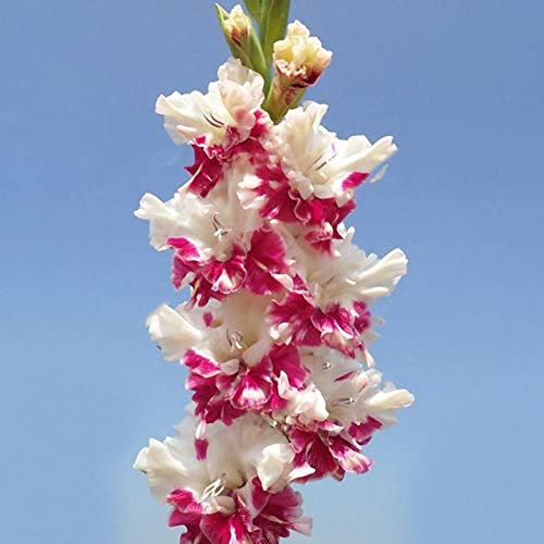 Haloppe 100 Stücke Gladiolus Blumen Pflanzen Samen für Hausgarten Pflanzen, gemischte Farbe Gladiolus Zwiebel Samen Hausgarten Bonsai Hof Zierpflanze Gladiolensamen