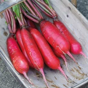 Winter Mooli Radish Seeds 'Dragon' F1 Hybrid Raphanus sativus Winter Hardy Annual Pink/Red Roots Easy to Grow Your Own Outdoor Garden Vegetable Plants (Approx. 60 Seeds) by Thompson and Morgan