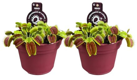 Dionaea Muscipula - Piège à mouches de Vénus - Plante carnivore | 2 pièces - 12cm - Ø12cm - Plante d'intérieur - Vert persistant - Multideal