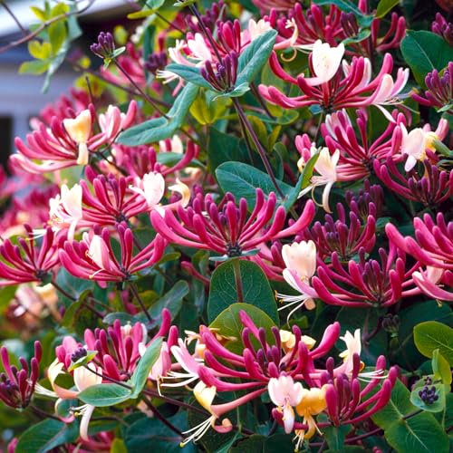 GardenersDream Lonicera Belgica Select - Chèvrefeuille Parfumé Résistant au Froid - Plante Grimpante Rose Résistante au Froid - Plante Extérieur au Parfum Intense