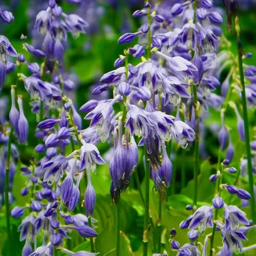 semillas resistentes de hosta - raras jardín decoración exterior perennes 200pcs