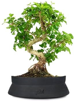 Ligustro Bonsai Altezza 40 cm, Pianta Vera, Pianta da Interno e Esterno - Vaso Artigianale in Terracotta - Nero Space