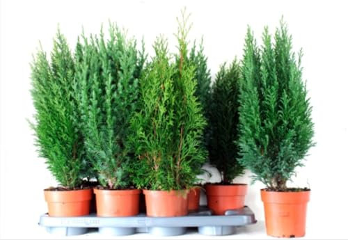 Pack de 8 plantas Conifera, 30-35 cm. Mix de Conifera. Árbol o arbusto perenne, con hojas en forma de aguja o escama y conos reproductivos. Segura Garden.