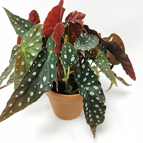 Spotted Begonia Maculata Wightii | Gift Potted Indoor House Plant in 12cm Pot