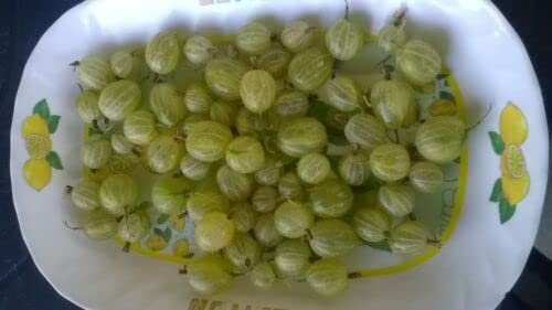 10 SEMI Uva spina - Ribes grossularia L -Goseberry -uva Crispa:Graines